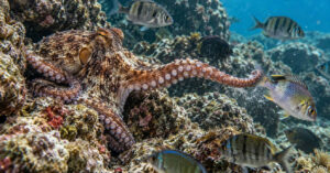 Comportamento inusitado: polvos são flagrados 'socando' peixes durante caçadas