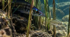Conheça o ciclídeo do lago Malawi famoso por estratégia incomum de caça