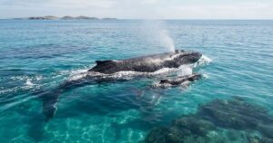 Conheça o primeiro parque nacional marinho do Brasil e santuário das jubarte