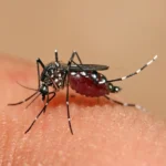 Dengue: entenda os sintomas, o ciclo de transmissão e os sinais de alerta