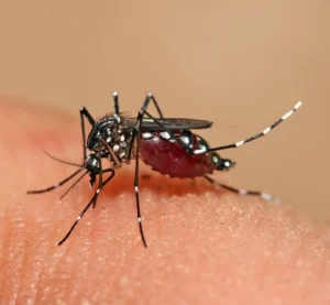Dengue: entenda os sintomas, o ciclo de transmissão e os sinais de alerta