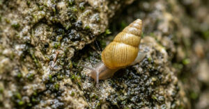 Descoberta de caracóis raros em Montenegro revela ameaça de barragem gigante