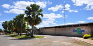 Embrapa Florestas é escolhida como centro de referência mundial pela FAO