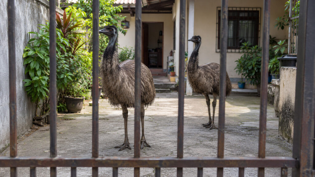 Emu de quase dois metros em viaduto no Rio e outro em casa levam polícia a resgatar as aves