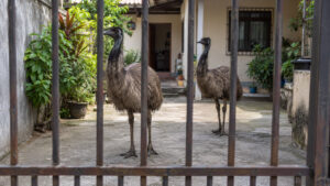 Emu de quase dois metros em viaduto no Rio e outro em casa levam polícia a resgatar as aves