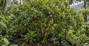 Espécie invasora trazida da América do Sul há dois séculos vira alvo de drones no Havaí