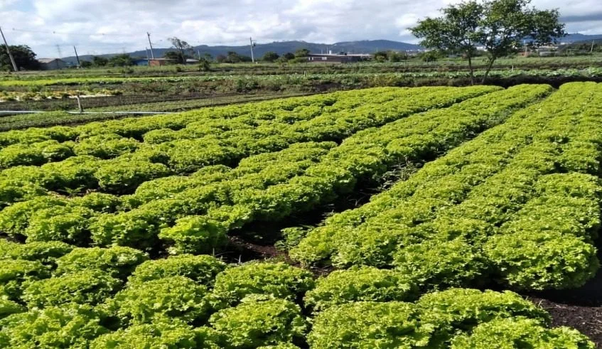 Governo de SP libera dois milhões em crédito para produtores rurais
