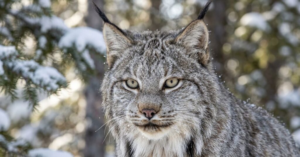 Lince-do-canadá reaparece no novo México após décadas e gera impasse ambiental