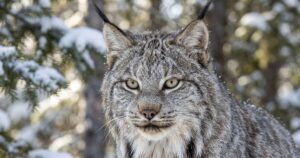 Lince-do-canadá reaparece no novo México após décadas e gera impasse ambiental