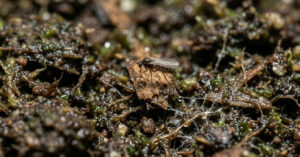Mosquitinhos nos vasos: por que o excesso de umidade atrai pragas para suas plantas