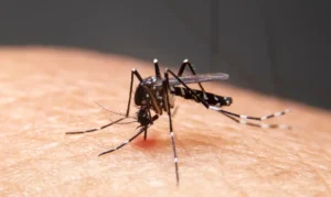 Mudanças climáticas aceleram expansão de doenças infecciosas no Brasil