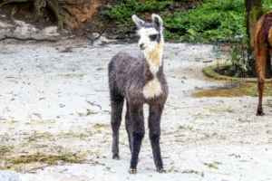 Nascimentos de animais marcam o mês das crianças no Simba Safari e no Zoológico de São Paulo