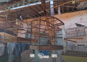 Operação policial resgata quarenta e duas aves em cativeiro em registro