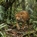 Parque Nacional do Iguaçu protege riquezas naturais e onças-pintadas na fronteira