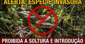Pítons invasoras: Flórida recompensa caçadores, mas sustento é incerto nos Everglades