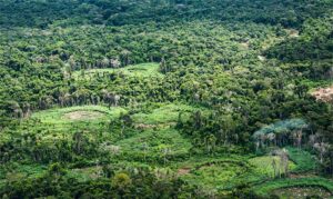 Plataforma pan-amazônica mapeia políticas públicas voltadas para bioeconomia