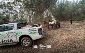 PM Ambiental apreende 400 palmitos-juçara em São Miguel Arcanjo