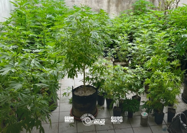 PM apreende 228 plantas semelhantes a maconha em estufas na zona sul de São Paulo