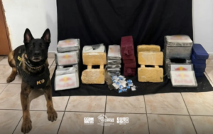 PM e cão farejador retiram 44 kg de entorpecentes de imóvel em Guaianases