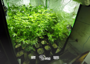 PM encontra estufa com 203 mudas de maconha em apartamento de Heliópolis após faro de cão