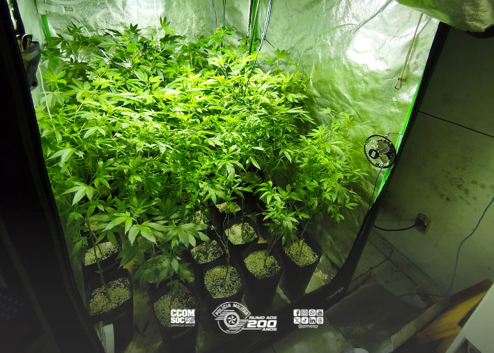 PM encontra estufa com 203 mudas de maconha em apartamento de Heliópolis após faro de cão