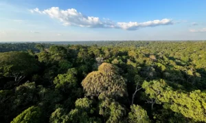 Queda no desmatamento da Amazônia e do Cerrado poupa atmosfera de emissões equivalentes às do Japão