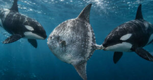 Registro inédito: orcas usam cabeçada para fragmentar peixe-lua e intrigam cientistas