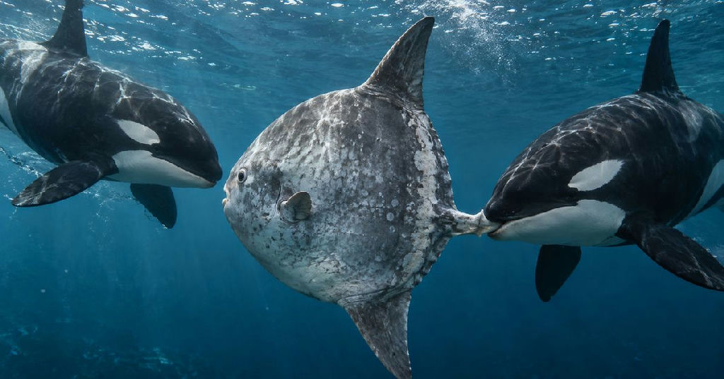 Registro inédito: orcas usam cabeçada para fragmentar peixe-lua e intrigam cientistas