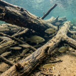 Restauração de habitat no rio Murray faz populações de peixes nativos dispararem