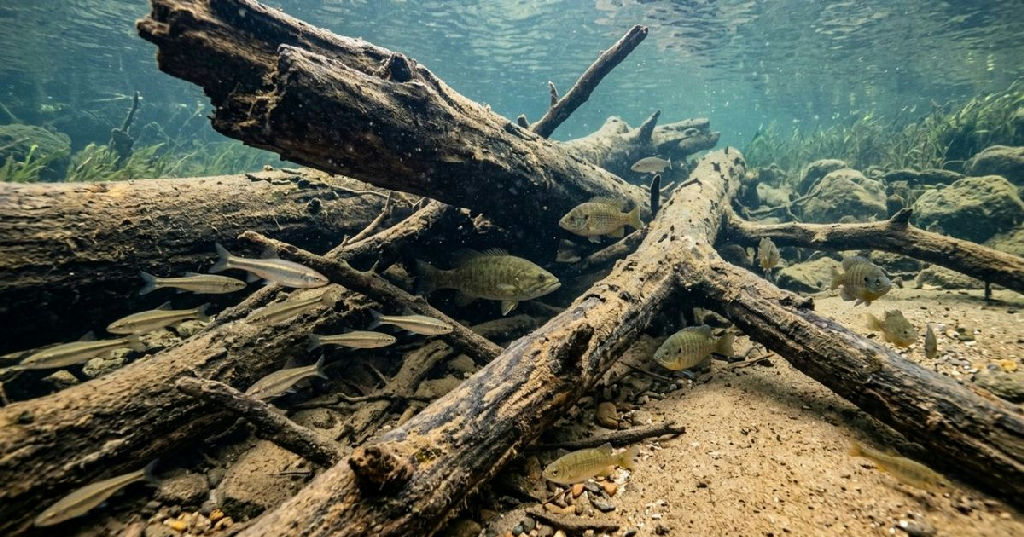 Restauração de habitat no rio Murray faz populações de peixes nativos dispararem