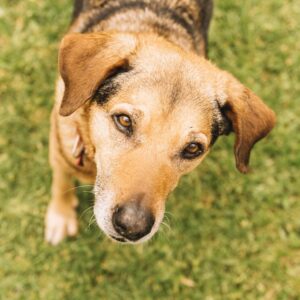 Saiba como proteger crianças, idosos e animais dos riscos da onda de calor e do tempo seco