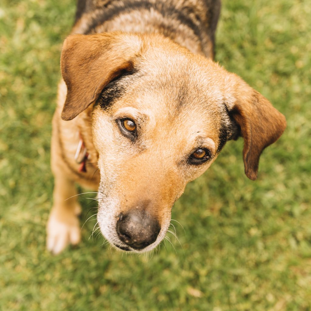 Saiba como proteger crianças, idosos e animais dos riscos da onda de calor e do tempo seco