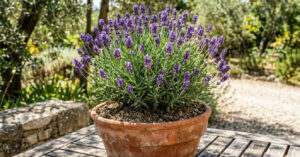 Sol e solo drenado: o consenso dos especialistas para o cultivo saudável da lavanda