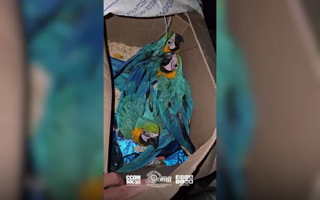 Tráfico de animais: quatro pessoas são presas com araras em Ubatuba