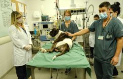 HOSPITALVETERNARIO