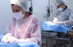 castração de animais