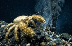 A estratégia de sobrevivência do caranguejo-yeti nas profundezas do oceano
