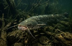 A invasão do siluro: como um peixe europeu transformou o ecossistema do rio Ebro