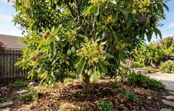 Abacateiro sem frutos: entenda as causas e saiba como estimular a produção em seu quintal