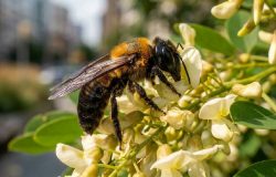 Abelha gigante invasora na Europa tem expansão impulsionada por árvore ornamental