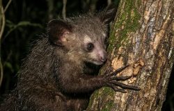 Aie-aie: o primata que usa percussão e dedos alongados para caçar na floresta