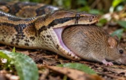 Anatomia e biologia explicam como serpentes engolem presas maiores que a cabeça
