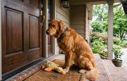 Ansiedade de separação em pets: entenda por que seu animal destrói a casa na sua ausência
