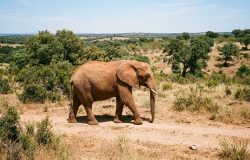 Após 40 anos, Julie, último elefante de circo de Portugal, corre livre em santuário de 400 hectares
