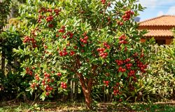 Araçá: a fruta nativa que parece uma mini maçã e encanta pomares brasileiros