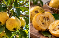Araçá-boi: o tesouro aromático da Amazônia que surpreende pelo sabor intenso