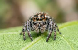 Aracnofobia: o papel surpreendente das aranhas-saltadoras na superação do medo