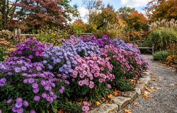 Áster: a perene que colore o jardim e desafia a melancolia do outono