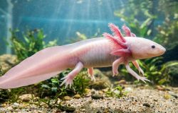 Axolote: o animal que desafia a biologia e esconde segredos para a medicina