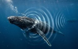 Baleias-jubarte criam e compartilham tendências musicais através dos oceanos